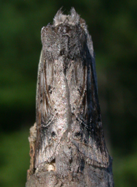 Black-spotted Prominent